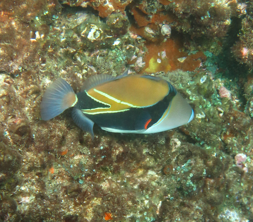 Wedgetail Triggerfish