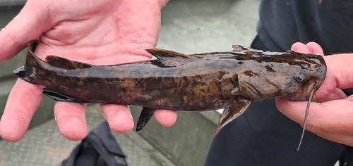 Flathead Catfish