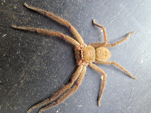 Badge Huntsman Spider