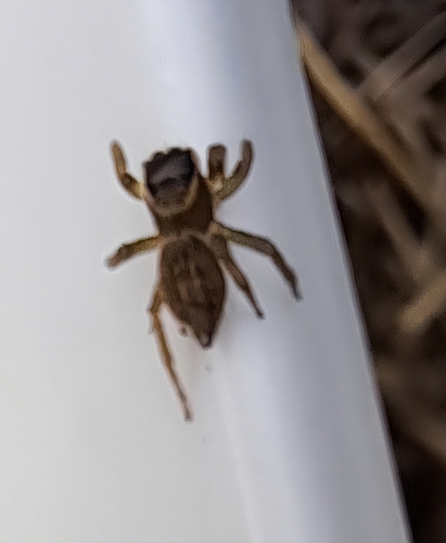 White Banded House Jumper