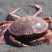 Rock Crabs - Photo (c) Wendy Feltham, all rights reserved, uploaded by Wendy Feltham
