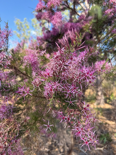 Turkey Bush