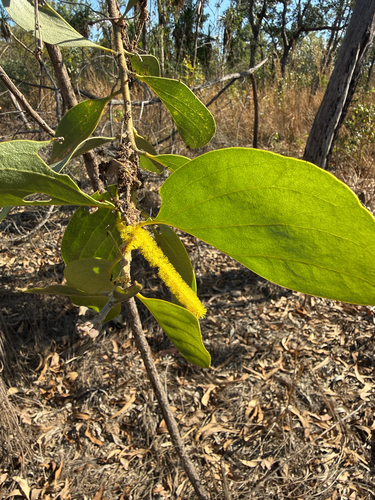 Acacia dimidiata