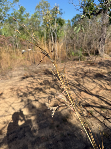 Gamba Grass