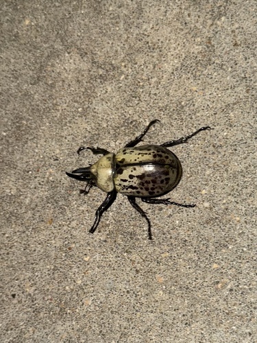 Eastern Hercules Beetle