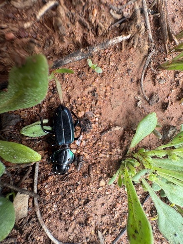 Conopterum bifurcum