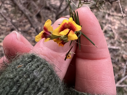 Dillwynia juniperina