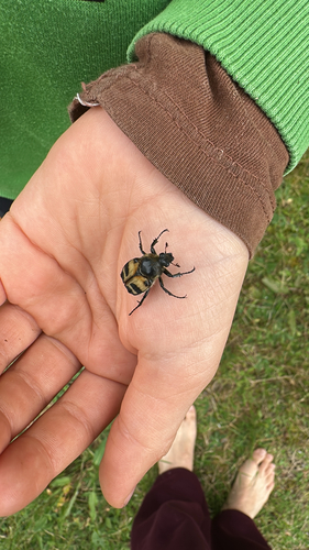 Eurasian Bee Beetle