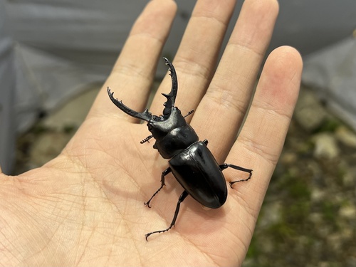 Prosopocoilus forficula