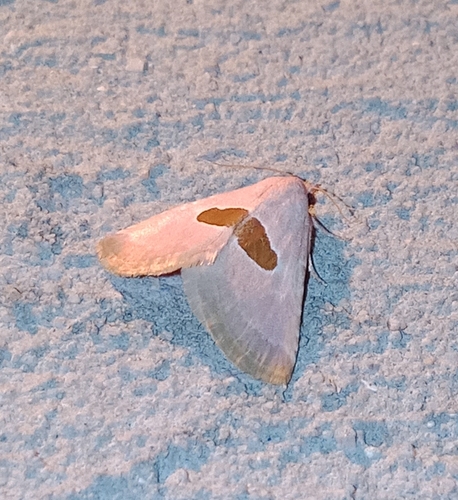 Calymma communimacula