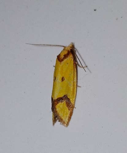 Knapweed Root Moth
