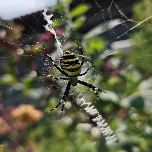 Wasp Spider