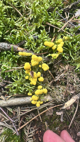Physarum virescens