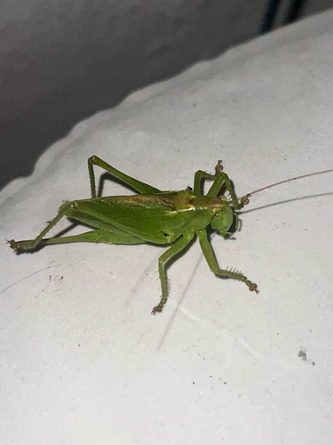 Upland Green Bush-cricket