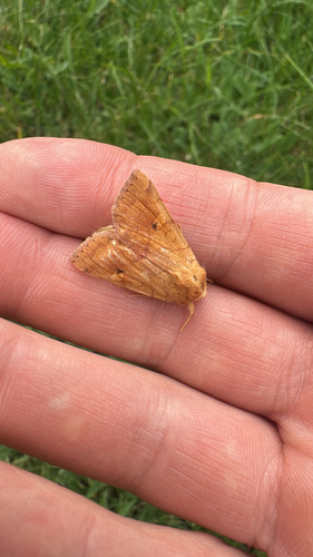 Angle-striped Sallow