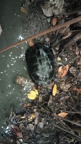Yellow-headed Temple Turtle