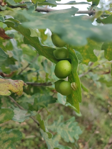 Cherry Gall Wasp