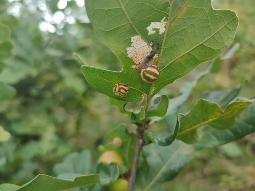 Striped Pea Gall Wasp