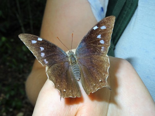 Pale-spotted Leafwing