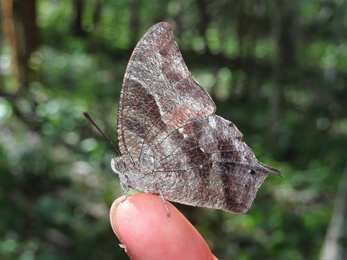 Pale-spotted Leafwing