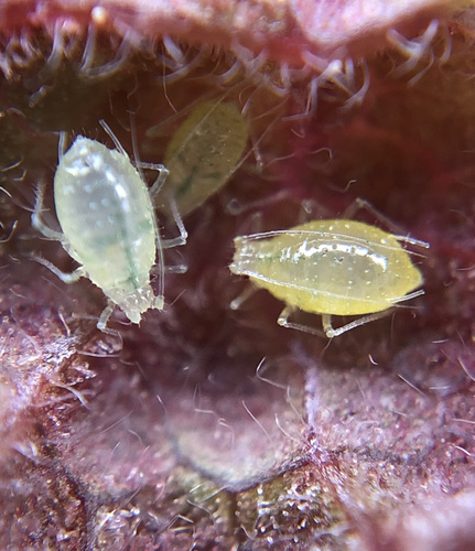 Redcurrant Blister Aphid