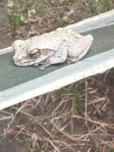 Grey Foam-nest Tree Frog