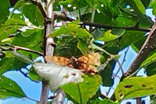 European Comma