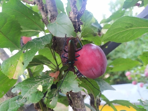 Musk beetle