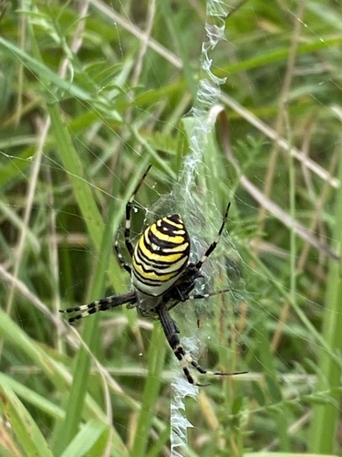 Wasp Spider