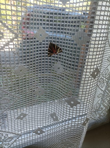 Jersey Tiger