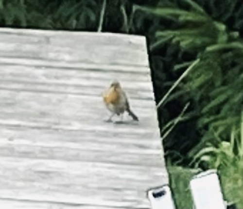 European Robin