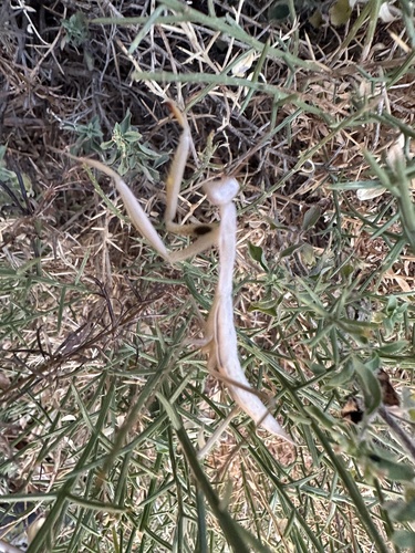 European Mantis