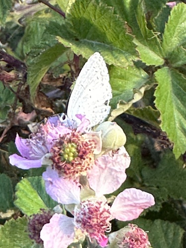 Holly Blue