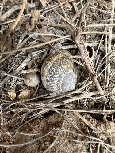 Garden Snail