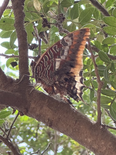 Two-tailed Pasha