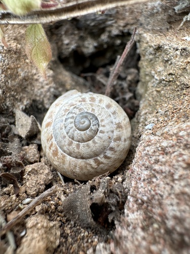 Chocolate-band Snail