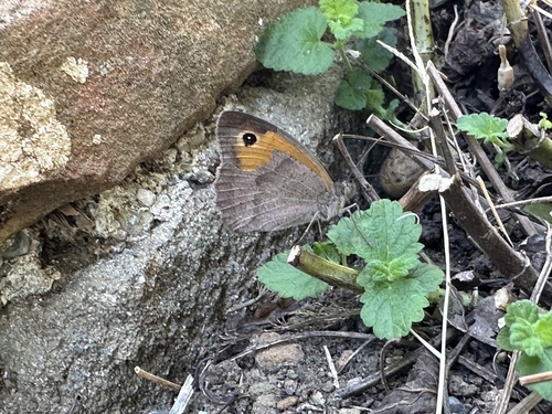Meadow Brown