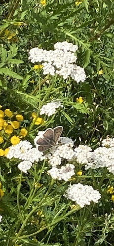 Sooty Copper