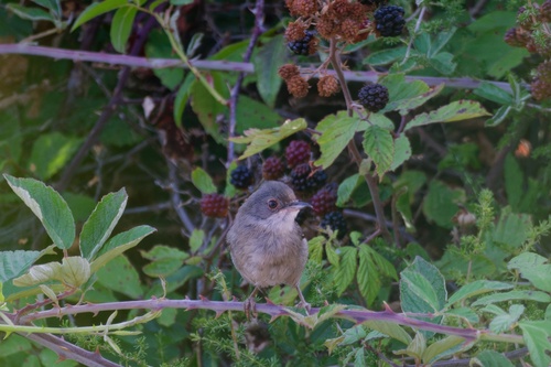 Sardinian Warbler