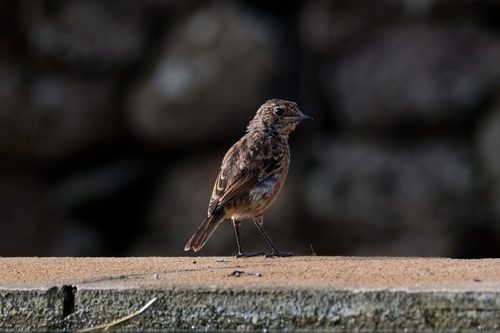 European Stonechat