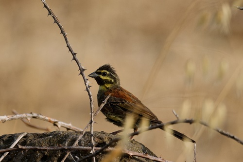 Cirl Bunting