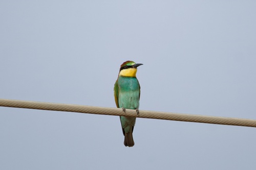 European Bee-eater