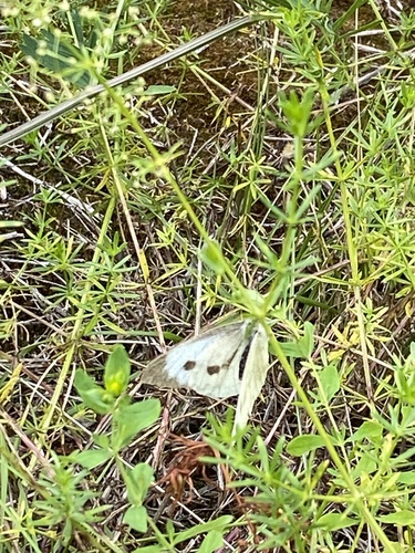 Large White