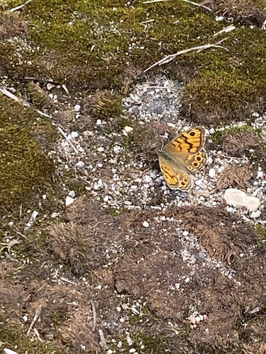 Wall Brown
