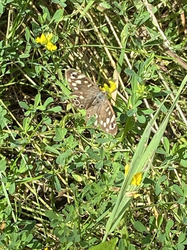 Speckled Wood