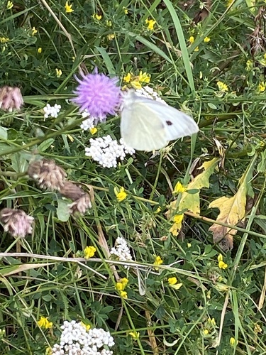 Large White