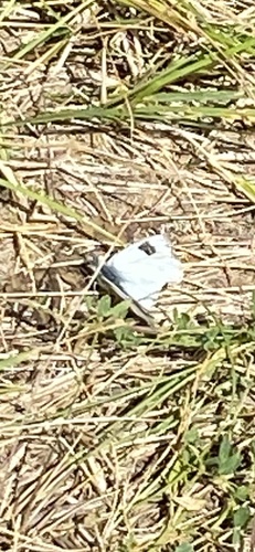 Eastern Bath White