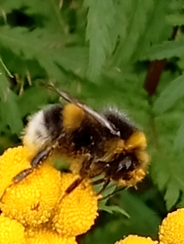 White-tailed Bumble Bee