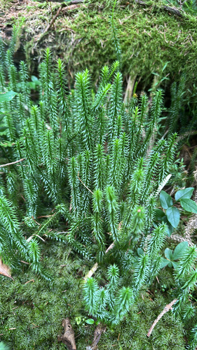 interrupted clubmoss