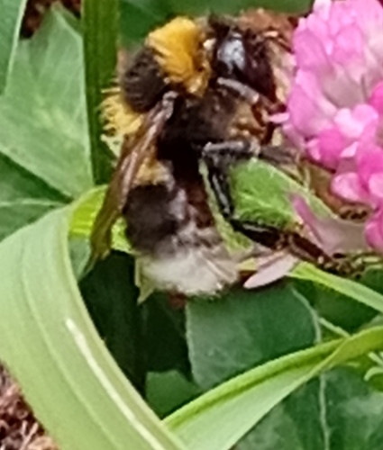 Garden Bumble Bee